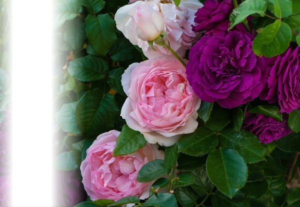 Roses d'antan Fotomontaż