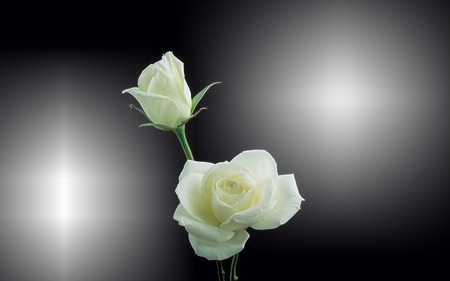 Rosa Blanca A Montaje fotografico