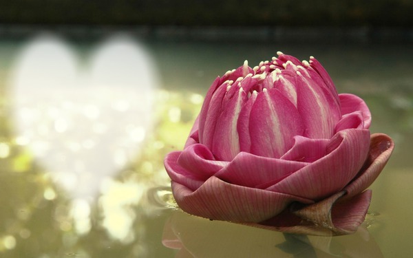 Lotus Fotomontage