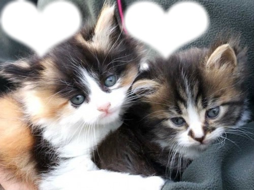 deux chatons et deux coeurs photo Фотомонтаж