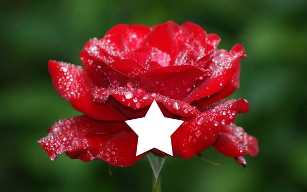 rosa de amor Fotomontaż