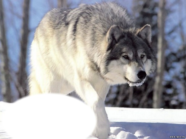 loup dans la neige Fotomontaža