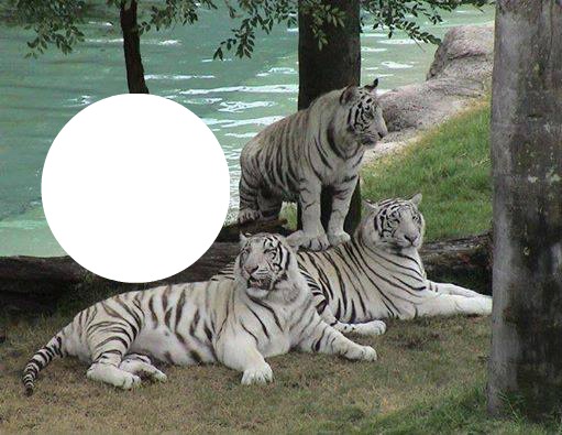 tigres Fotomontasje