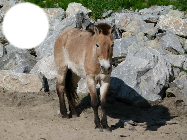 cheval przewalski Фотомонтажа