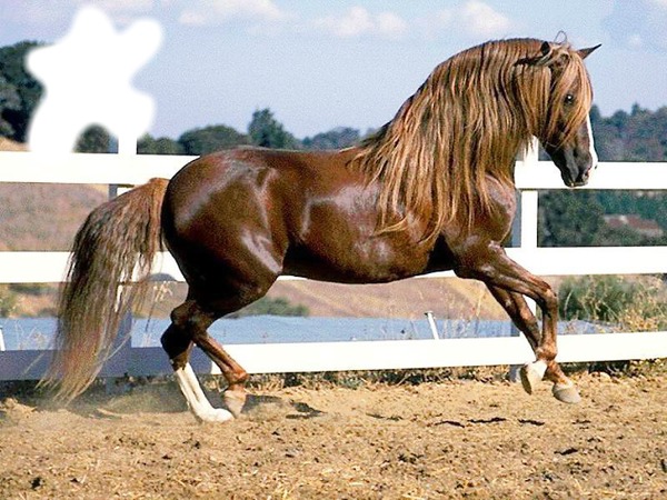 cheval Фотомонтажа