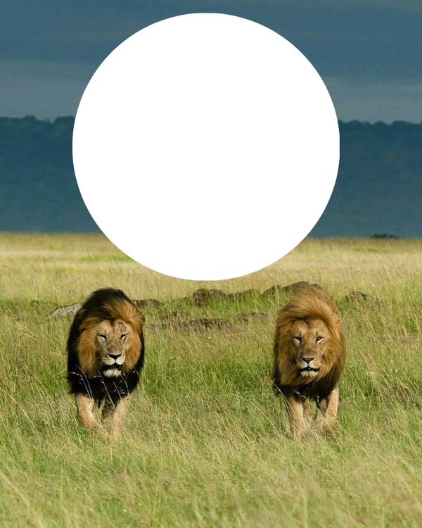 Leões Fotomontagem