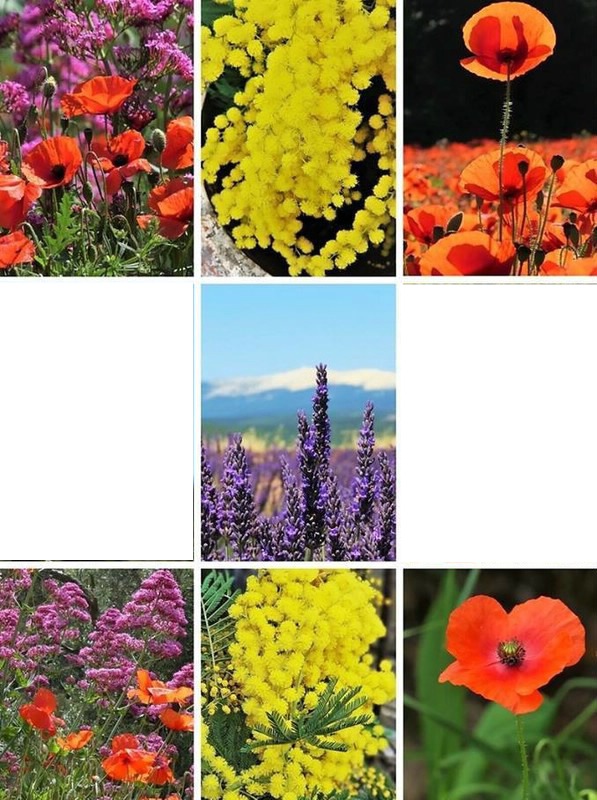 fleurs Photomontage