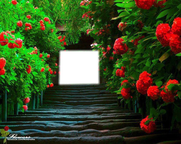 rose rouge cadre Fotomontaggio