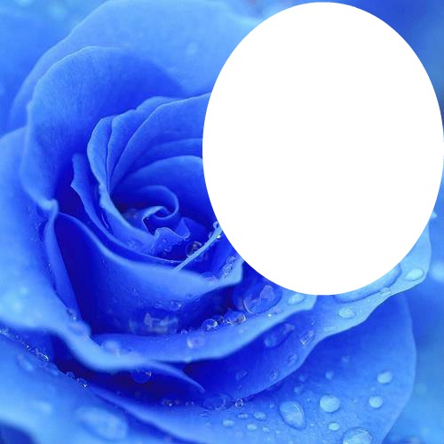 <3 Blue rose of Love <3 Fotomontaż