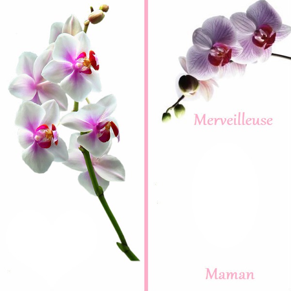 bonne fête maman orchidée carte postale Фотомонтажа