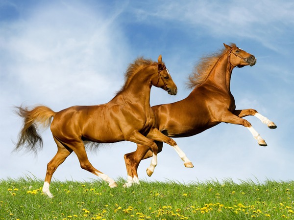 Horse Fotomontaż