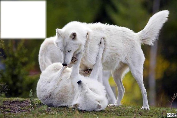 chien blanc Фотомонтажа