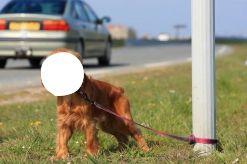 chien abandonné Montaje fotografico