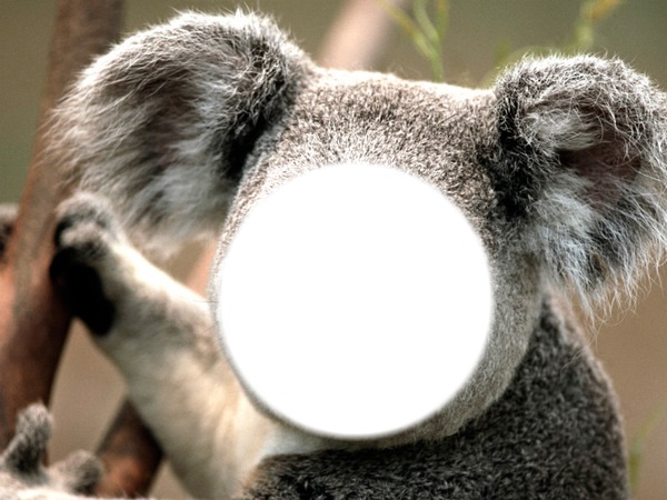 le koala Fotomontagem