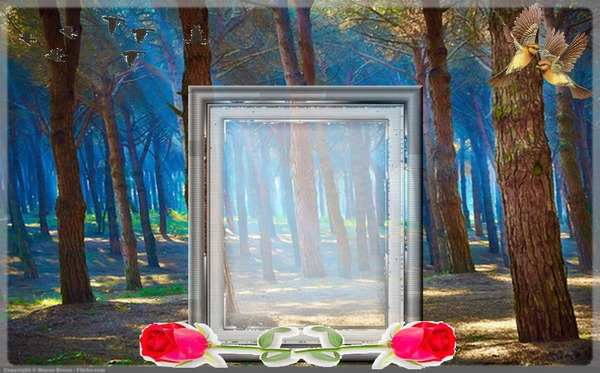 cadre nature Photo frame effect
