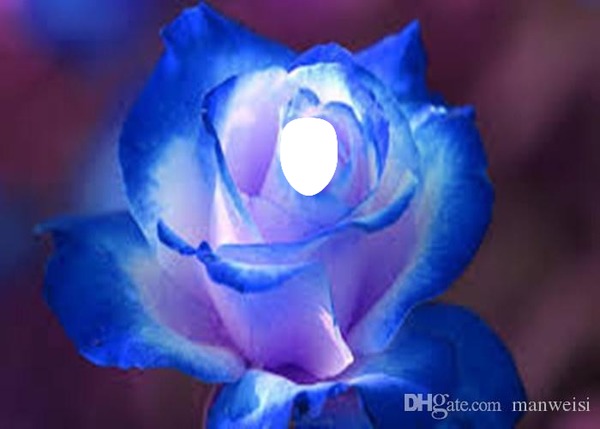 rose bleu Fotomontaż
