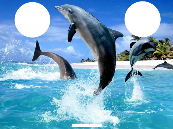 trio dauphins Fotomontagem