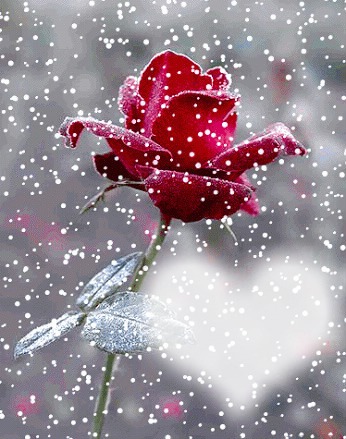 le coeur d'une rose Fotomontage