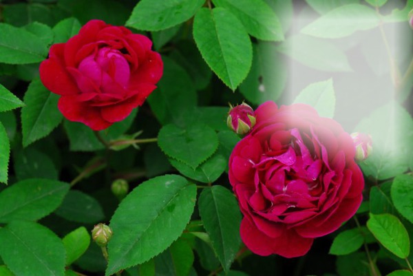 Les Roses Fotomontaż