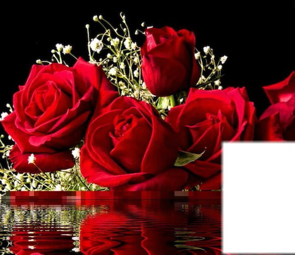 rosas rojas Fotomontáž