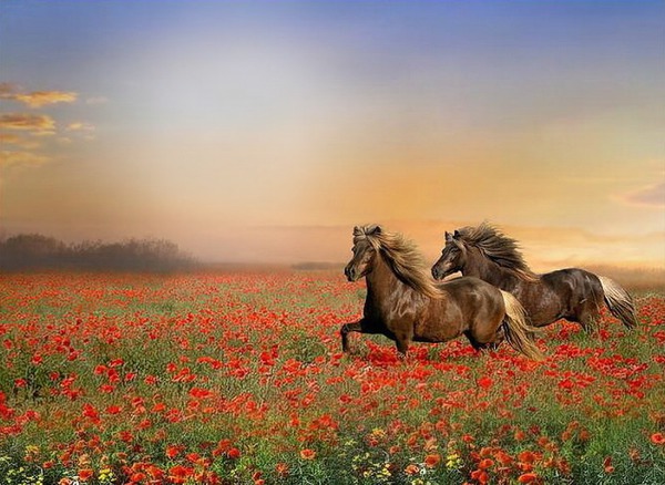 лошади Фотомонтаж