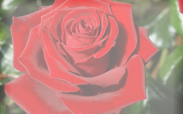 rosa rossa Fotomontaggio