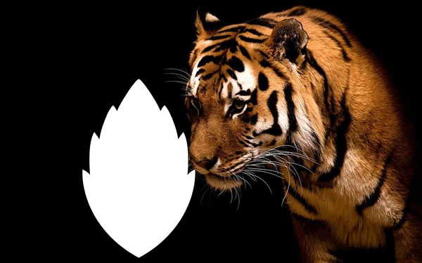 tigre noir Fotomontaggio