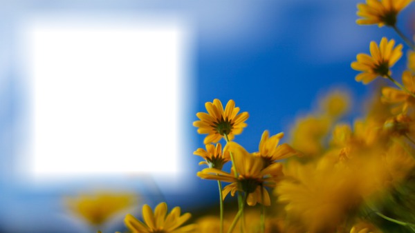 Kwiaty Photo frame effect