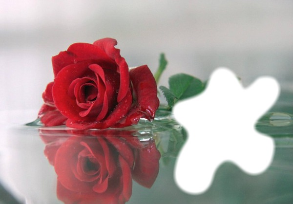 reflet d'une rose Fotomontasje