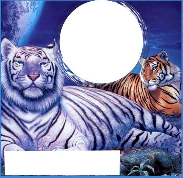Tigres Fotomontagem