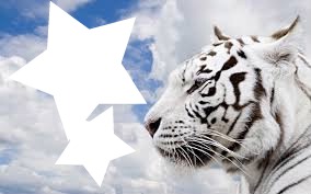tigers estrella Photo frame effect