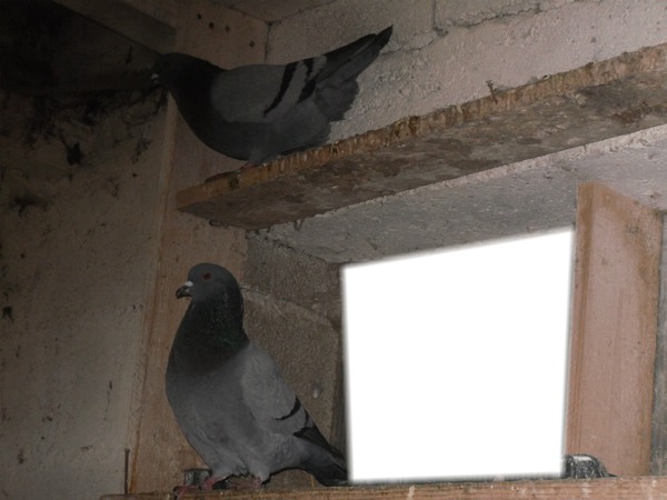 pigeon Montage photo