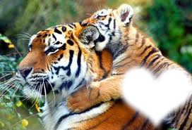 Un amour de tigre Montaje fotografico