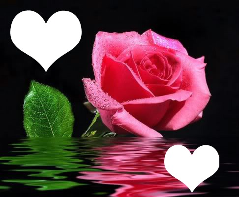 rosa con corazones Photomontage