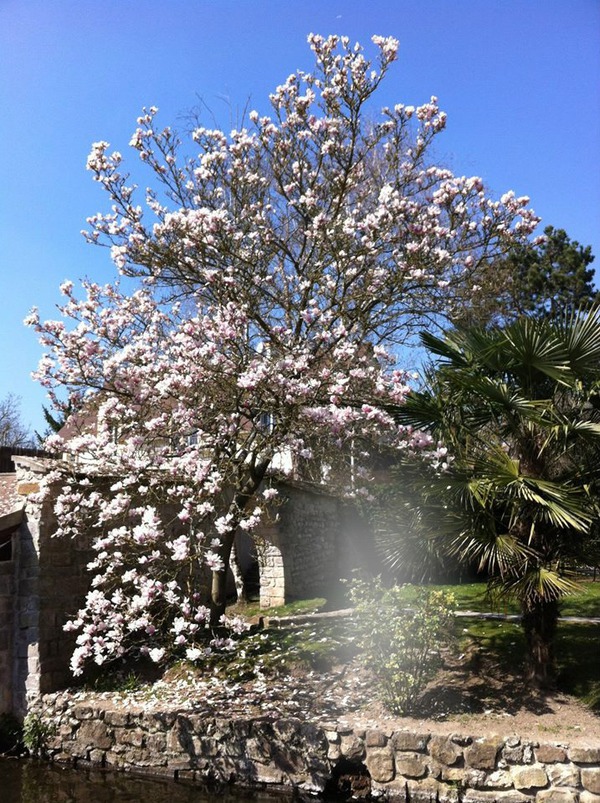 magnolia Montaje fotografico
