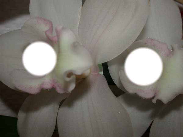 orchidée Fotomontaggio