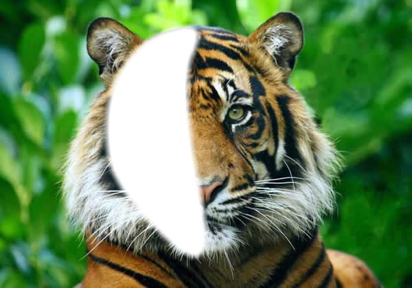 Tête de tigre Photomontage