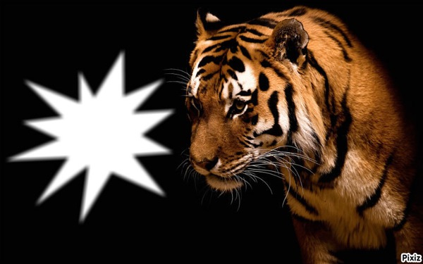 tigres Fotomontáž