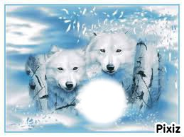 loup blanc Photomontage