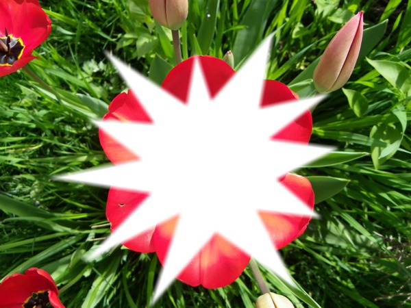 tulipe brisée フォトモンタージュ