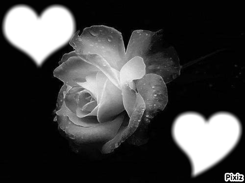 rose blanche Montaje fotografico