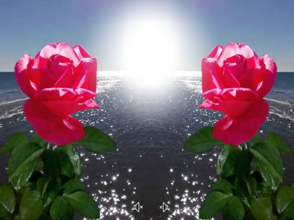 ROSAS PARA TI Photo frame effect