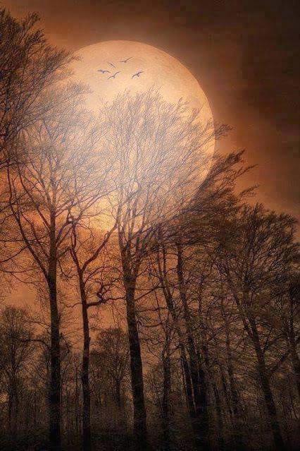 Noche de luna Фотомонтаж