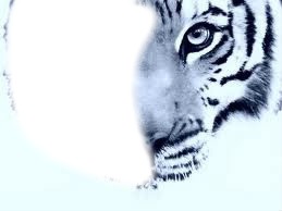 Visage de tigre Fotomontáž