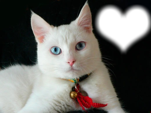 Chat blanc yeux bleus Фотомонтажа