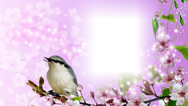 tavaszi madaras kép Fotómontázs