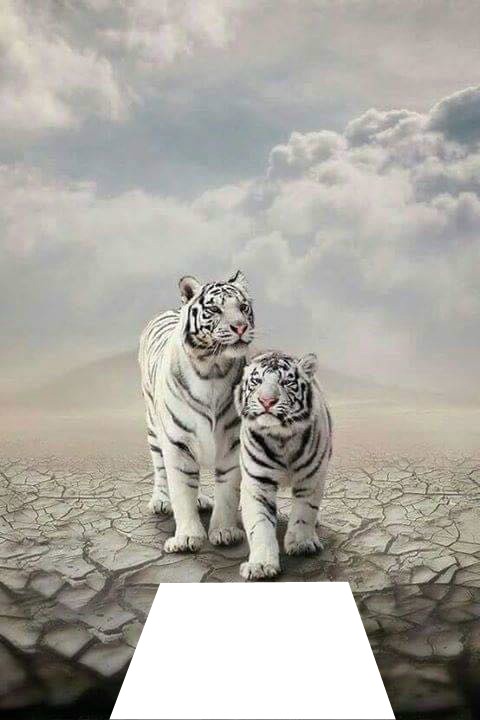 Tigres blancos Fotomontaža