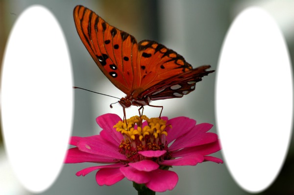 papillon Fotomontāža