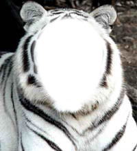 tigre blanc フォトモンタージュ