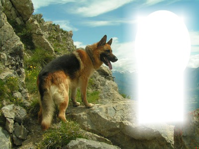 cão Photomontage